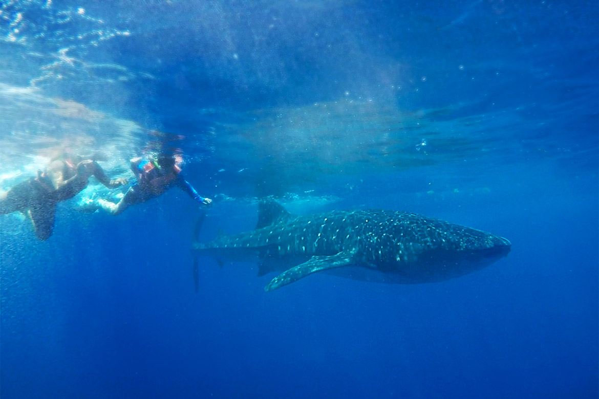 Whale Shark, Gulf of Mexico